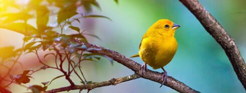 Ett paradis för fågelskådare: Upptäck Teneriffas mångfald av fågelarter