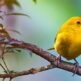 Ett paradis för fågelskådare: Upptäck Teneriffas mångfald av fågelarter