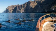 Val- och delfinskådning på Teneriffa: Bästa båtturerna och hur man tar sig dit med bil (2026)