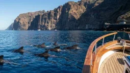 Val- och delfinskådning på Teneriffa: Bästa båtturerna och hur man tar sig dit med bil (2026)